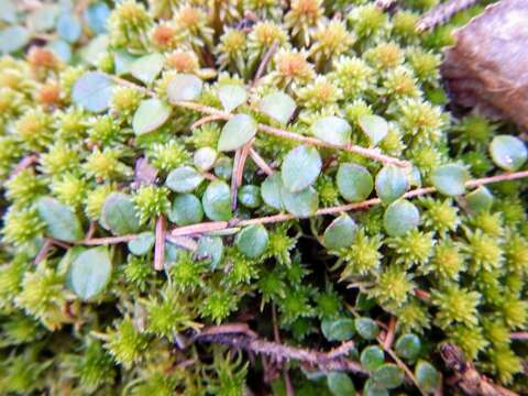 Image of creeping snowberry