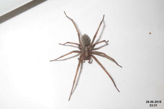 Image of Barn Funnel Weaver