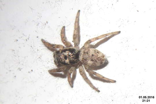 Image of Zebra spider