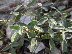 Image of small-leaf snoutbean