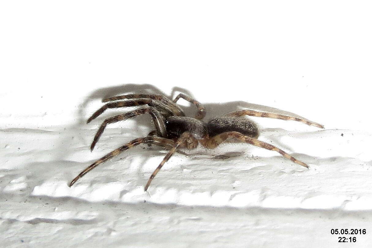 Image of Wolf spider