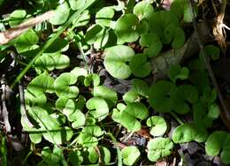 Plancia ëd Dichondra sericea Sw.