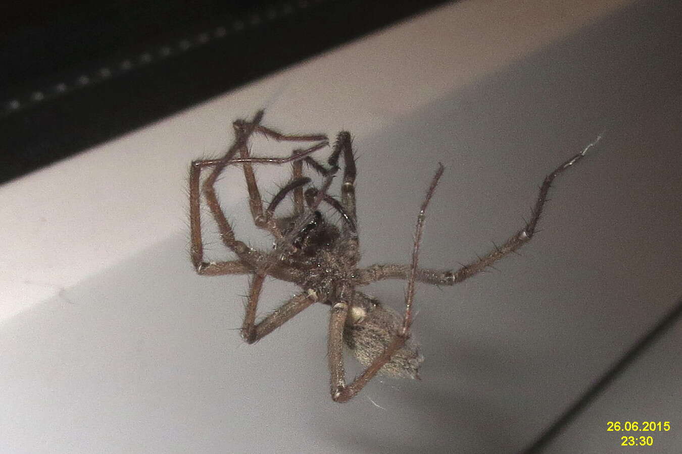 Image of Barn Funnel Weaver