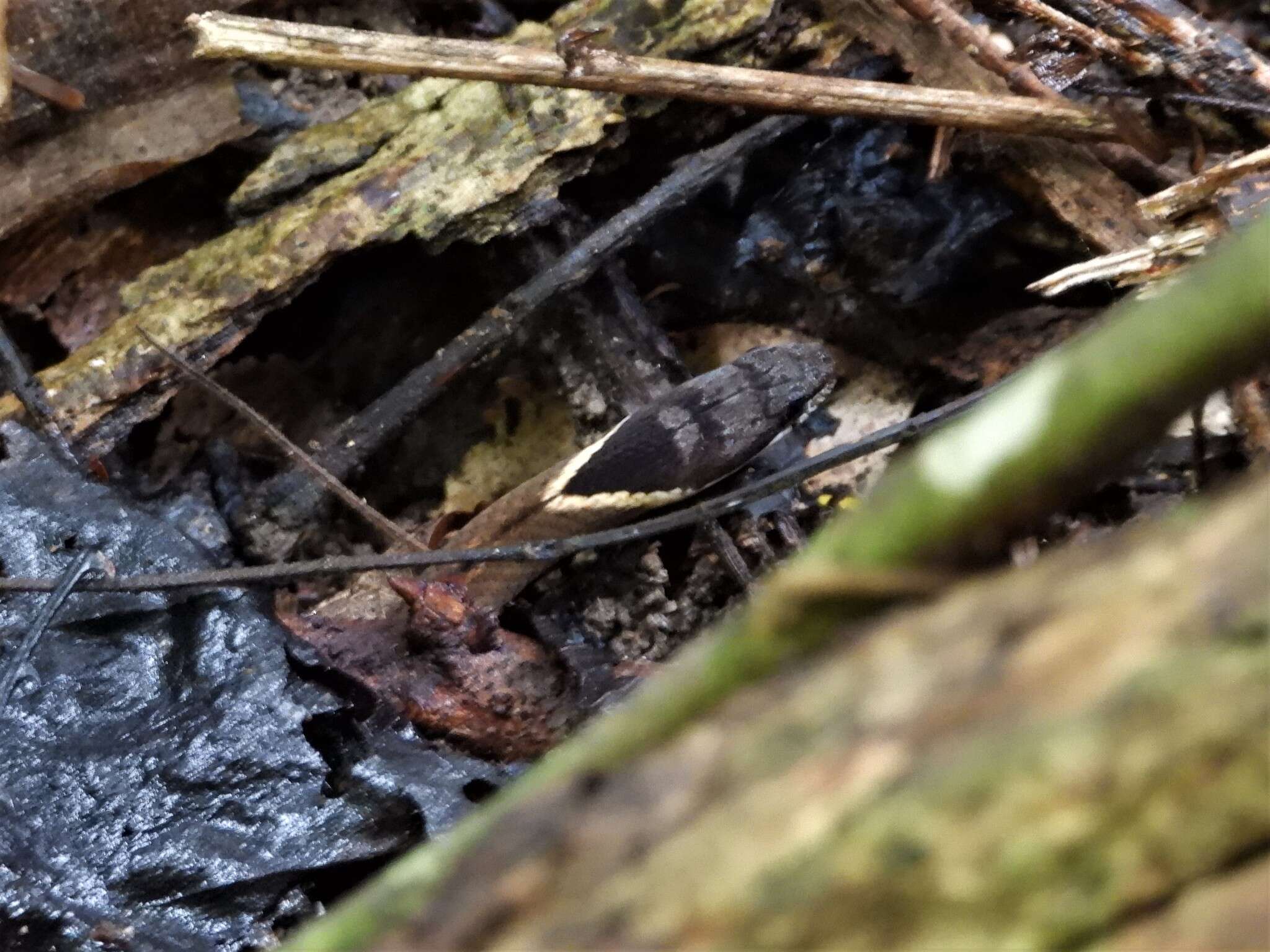 Image of Triangle Many-tooth Snake