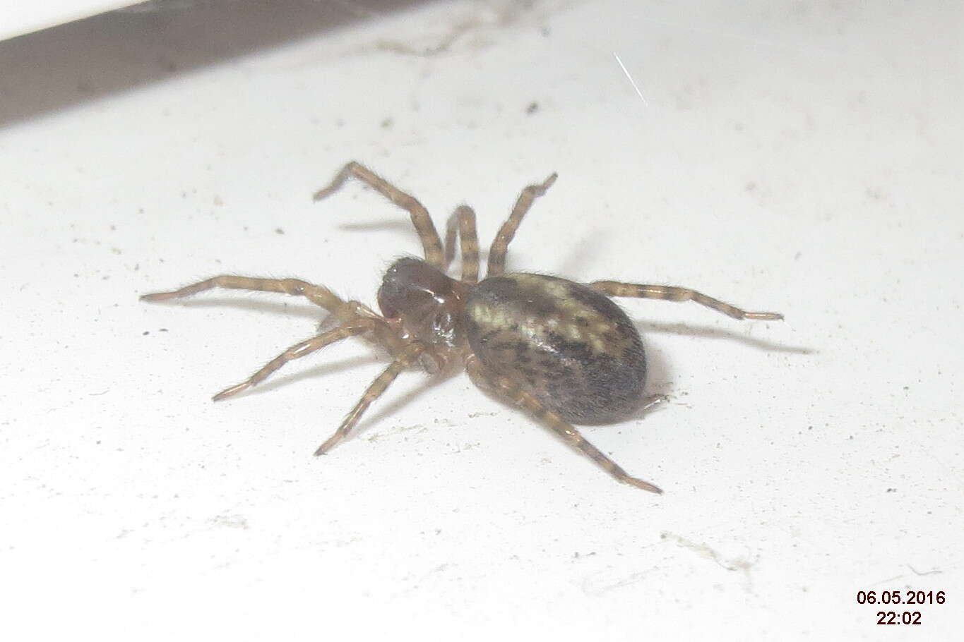 Image of Lace webbed spider