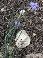 Image of Spear-Bract Blue-Eyed-Grass