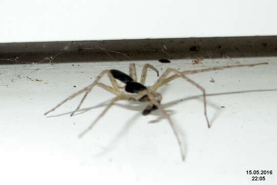 صورة Philodromus dispar Walckenaer 1826