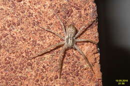 Image of Philodromus