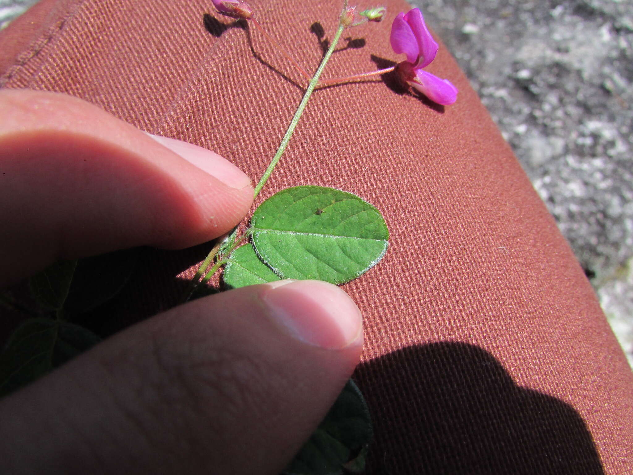 Image of Graham's ticktrefoil