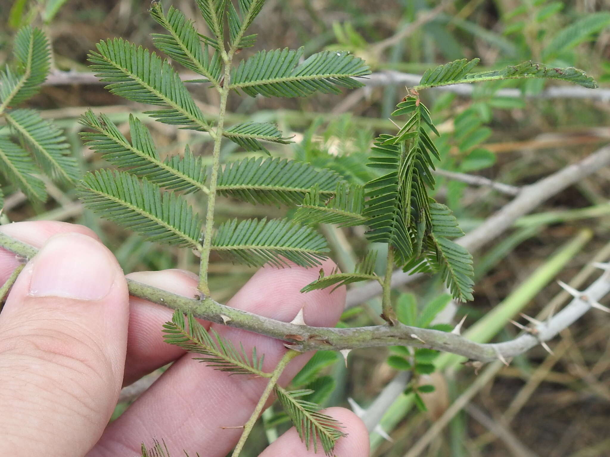 Mimosa asperata L. resmi