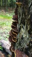 صورة Phellinus gilvus (Schwein.) Pat. 1900