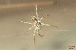 Image of Philodromus dispar Walckenaer 1826