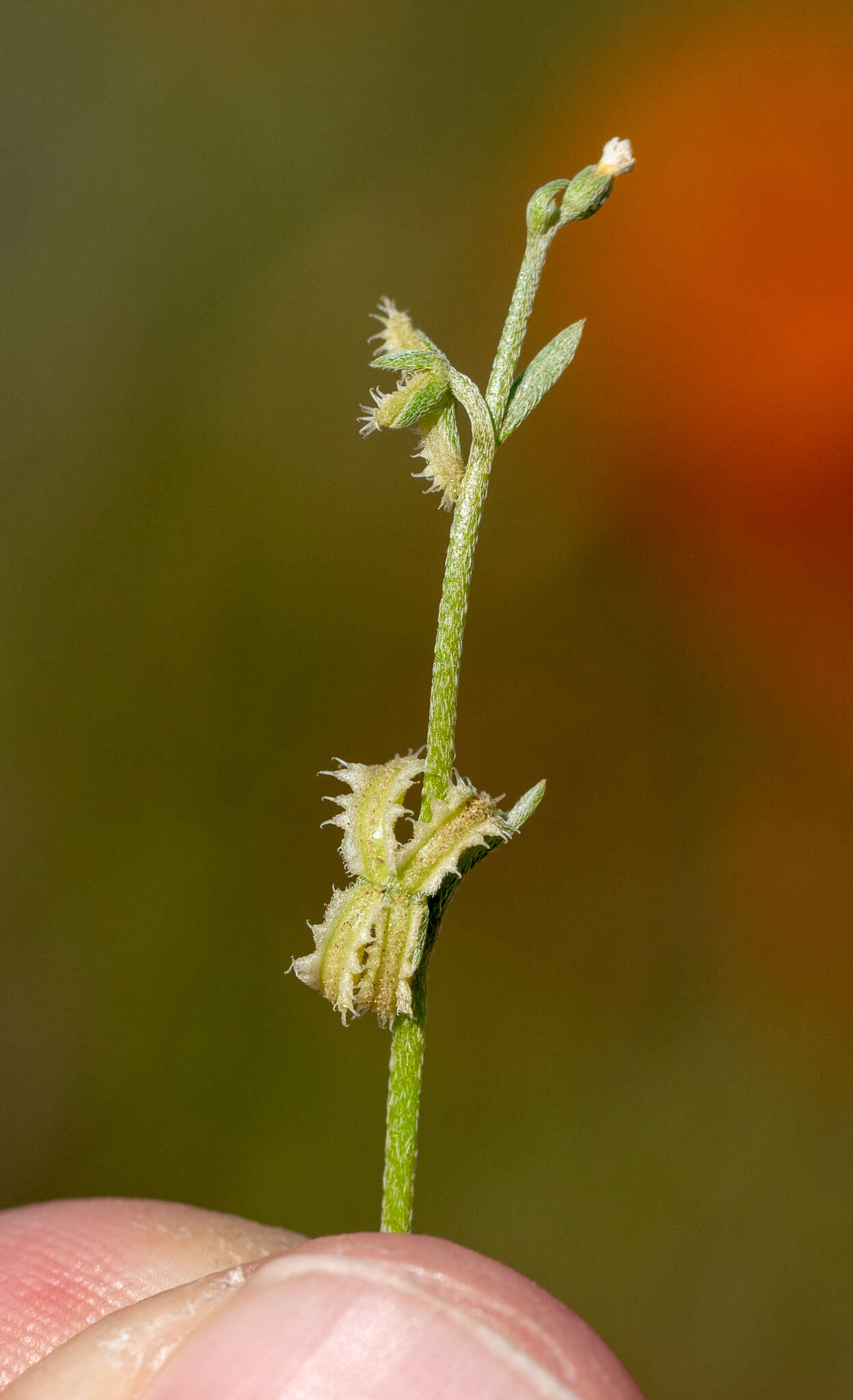 Image of sagebrush combseed