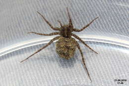 Image of Wolf spider