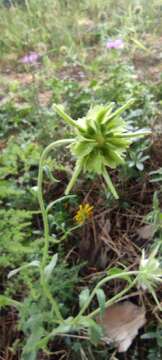 Image of Calendula suffruticosa Vahl