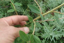 Image de Heteromorpha involucrata Conrath