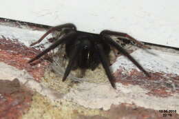 Image of Cellar Spider