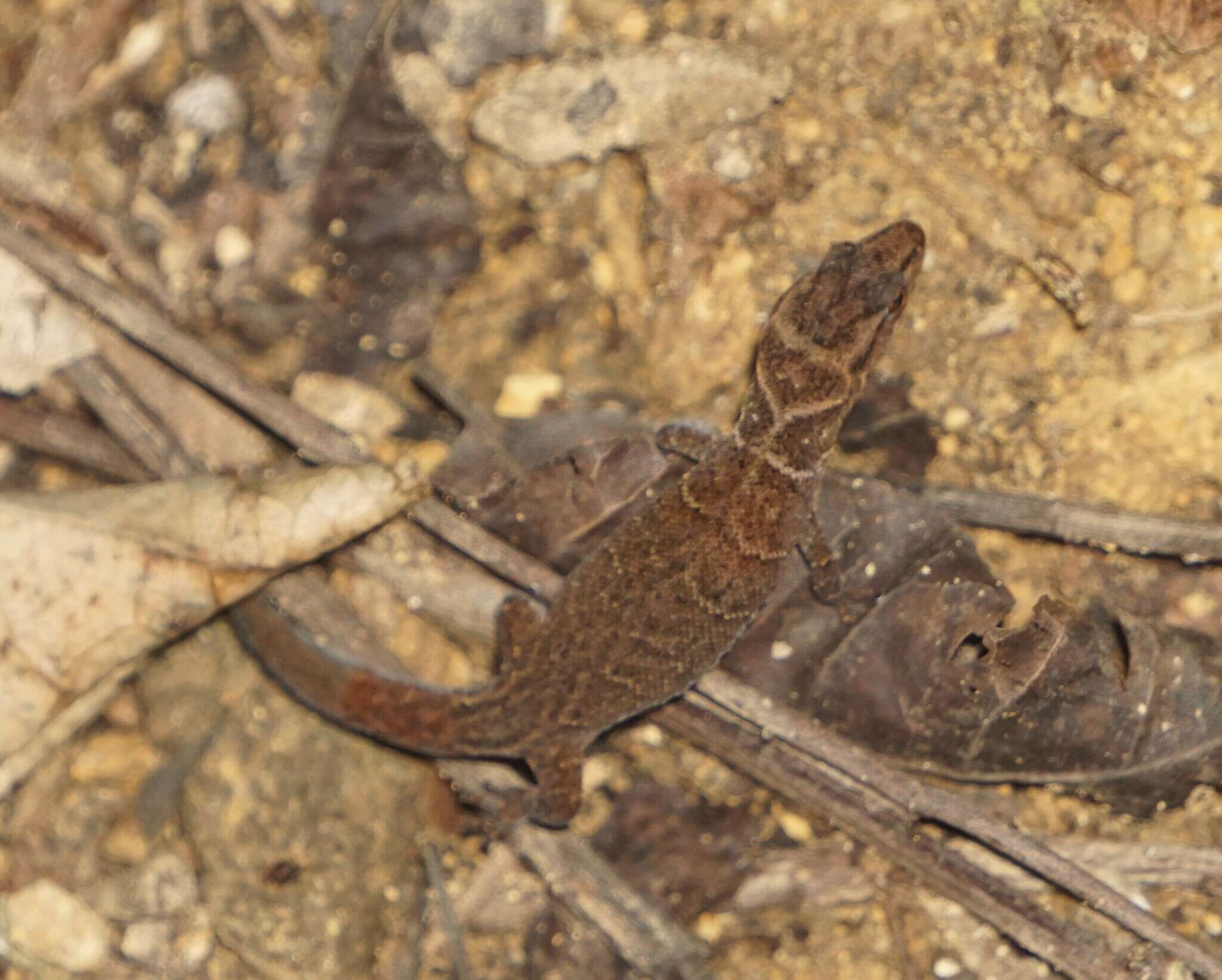 Image de Sphaerodactylus dunni Schmidt 1936