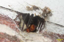 Image of Cellar Spider