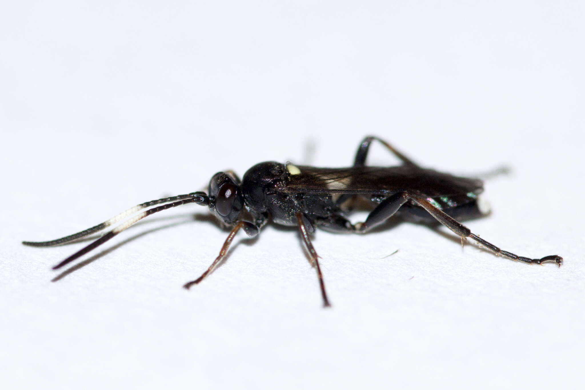 Image of Vulgichneumon brevicinctor (Say 1825)