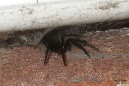 Image of Cellar Spider