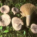 Image of Lactarius purpureoechinatus Hesler & A. H. Sm. 1979