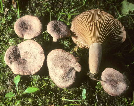 Слика од Lactarius purpureoechinatus Hesler & A. H. Sm. 1979