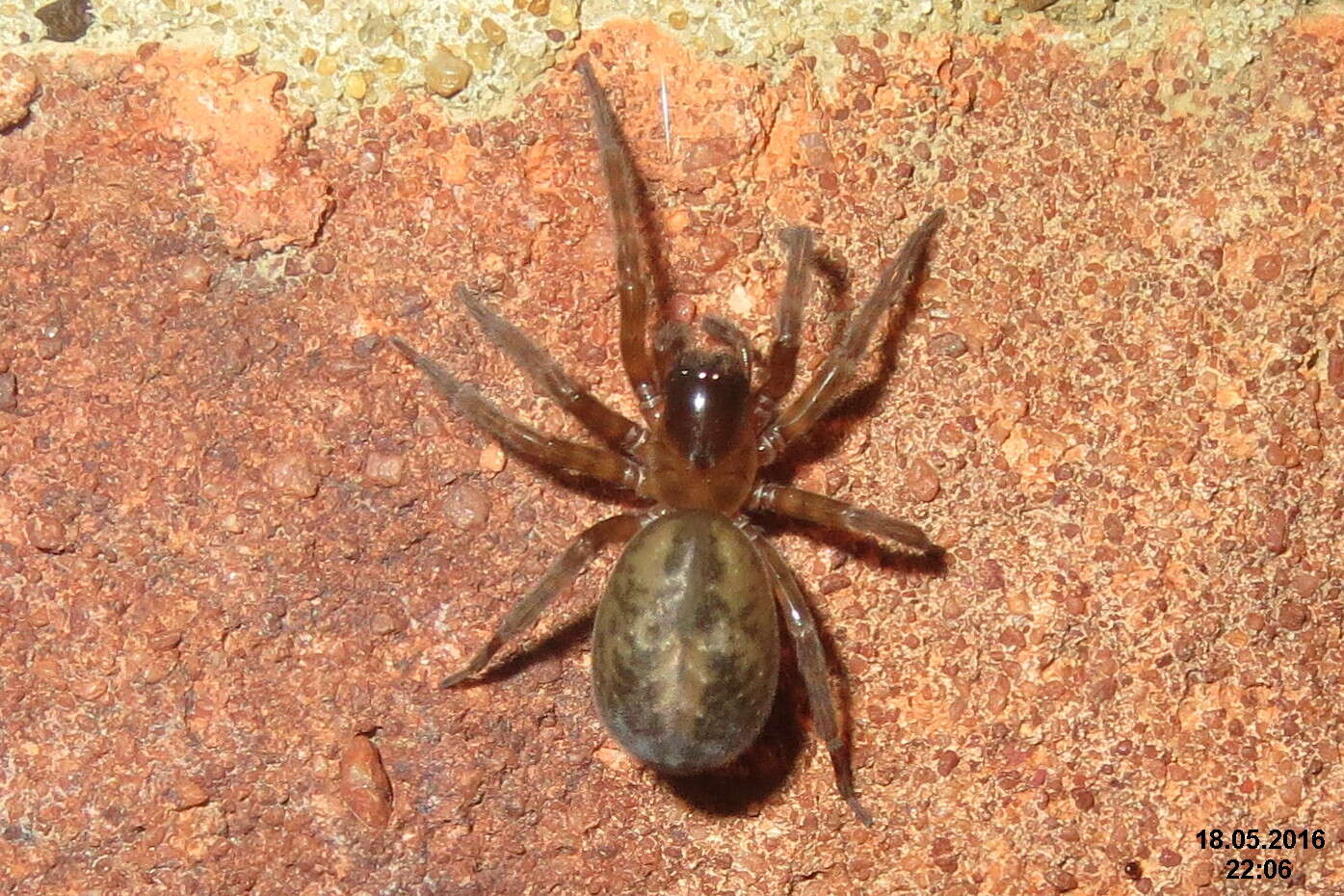 Image of snake-back spider