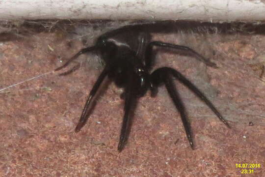 Image of Cellar Spider