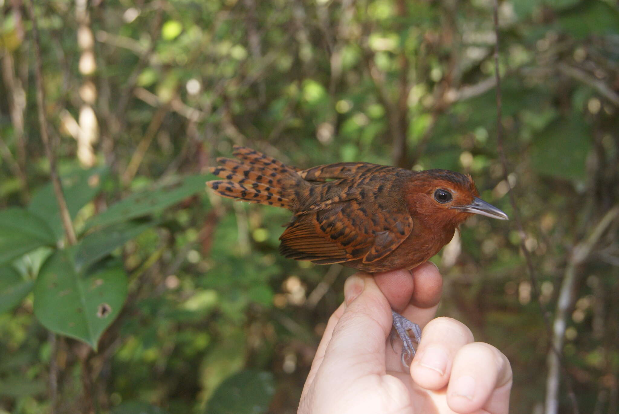 Image of White-throated Antbird