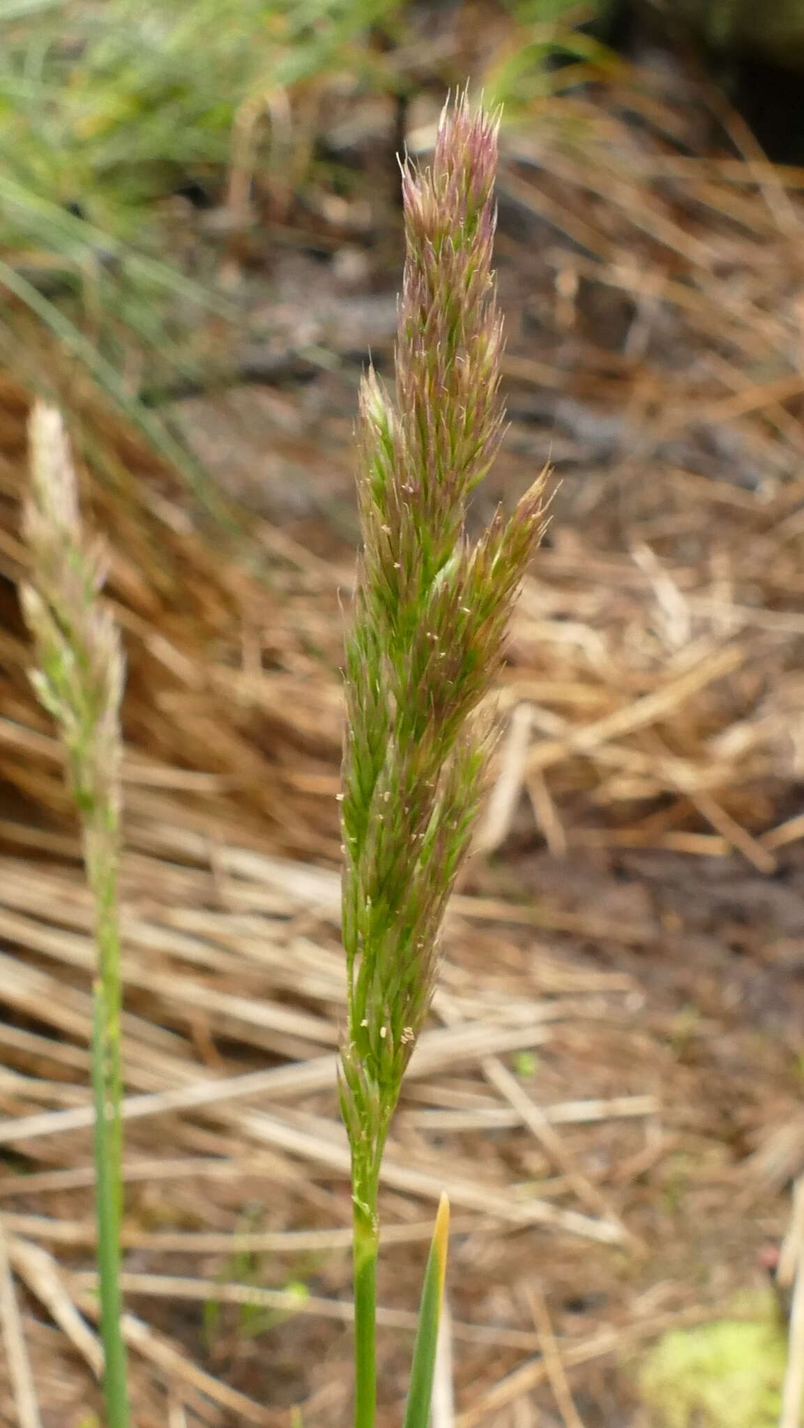 Слика од Polypogon magellanicus (Lam.) Finot