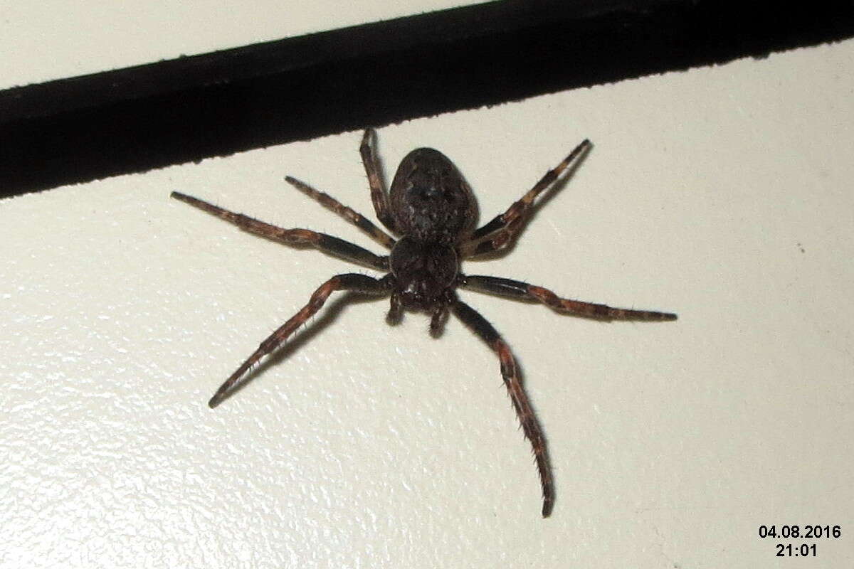 Image of Walnut Orb-Weaver Spider