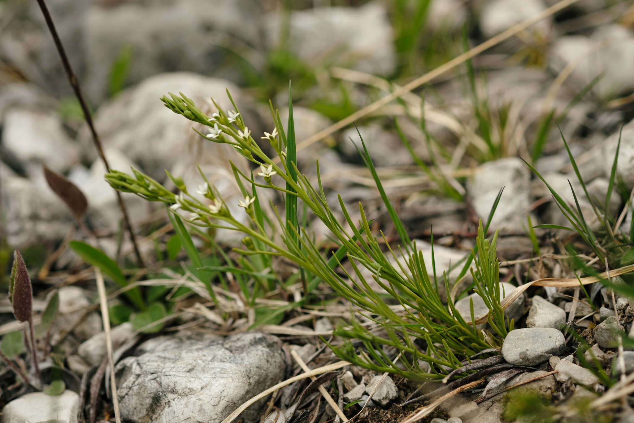 Image of Thesium rostratum Mert. & Koch