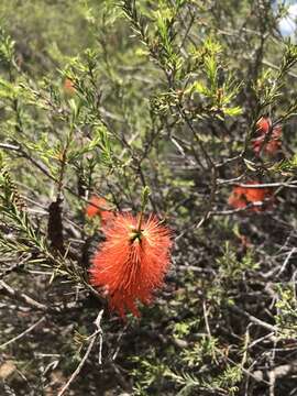 Image de Melaleuca lateritia Otto & Dietr.