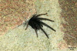 Image of Cellar Spider