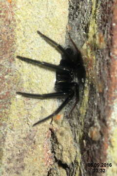 Image of Cellar Spider