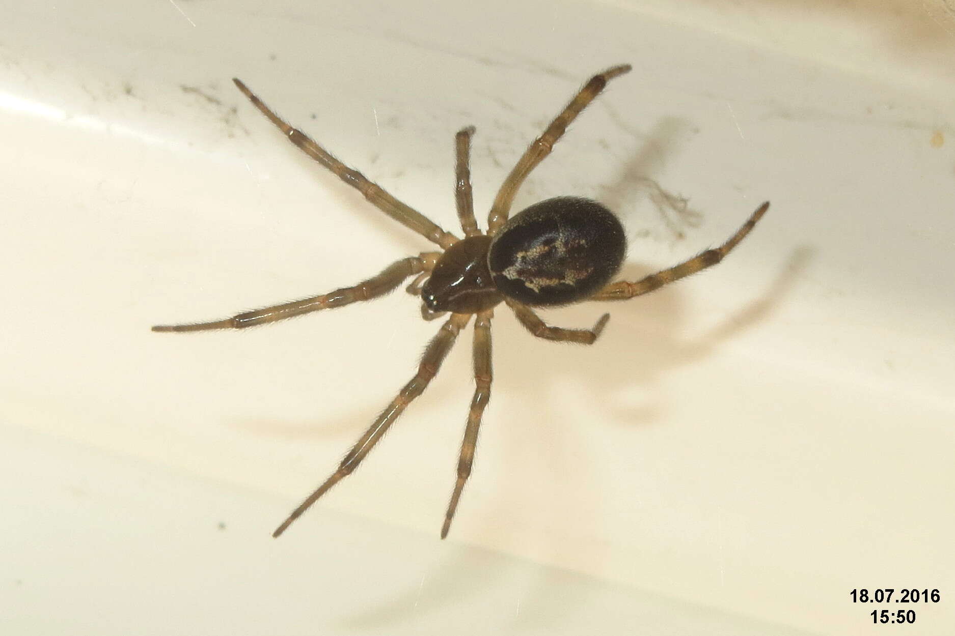 صورة Steatoda nobilis (Thorell 1875)