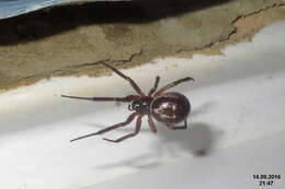 صورة Steatoda nobilis (Thorell 1875)