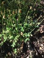 Image of Carolina clover