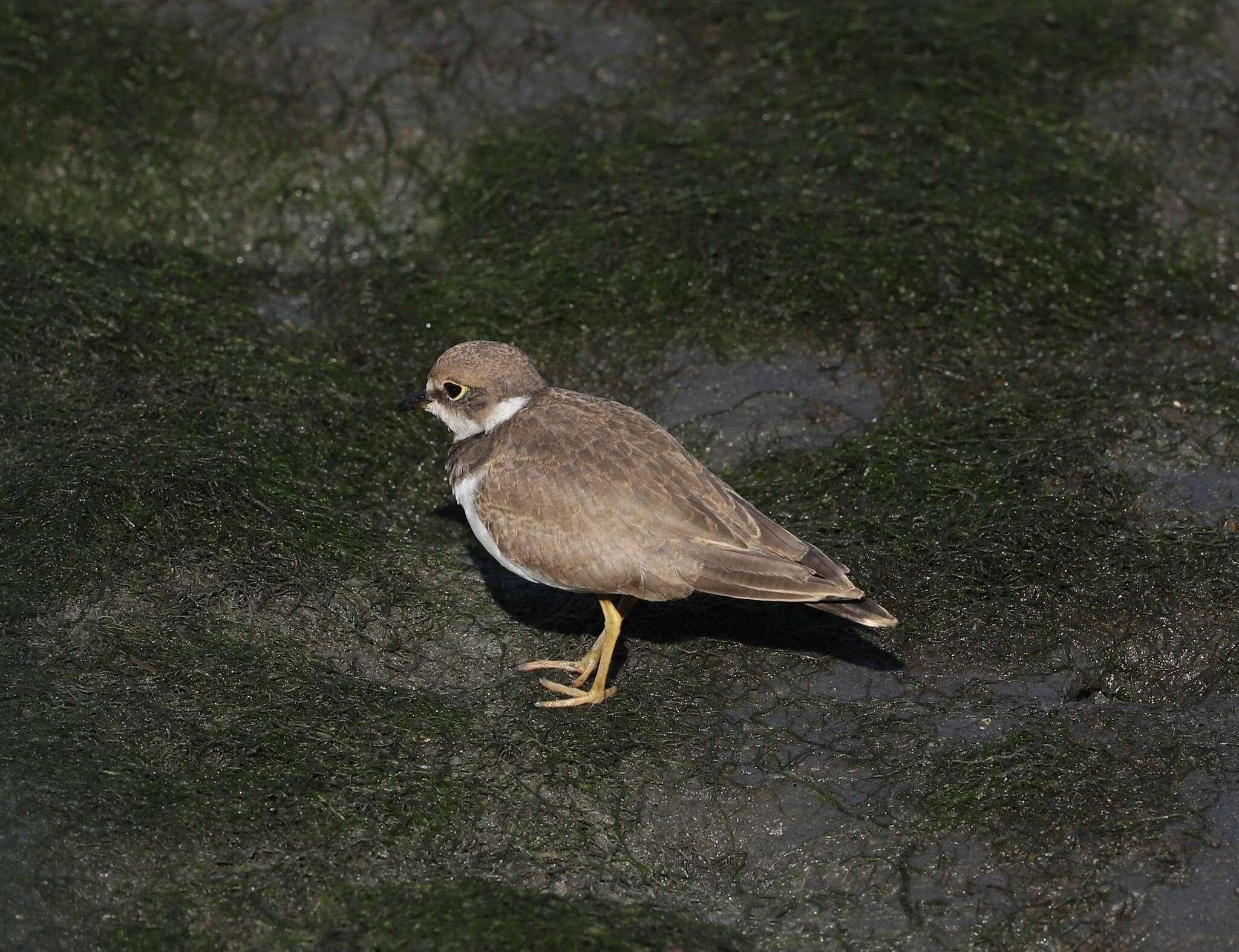 Image of Charadrius dubius curonicus Gmelin & JF 1789