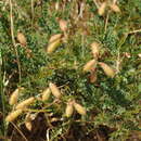 Image of Calophaca tianschanica (B. Fedtsch.) Boriss.