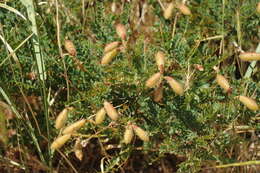 Image of Calophaca tianschanica (B. Fedtsch.) Boriss.