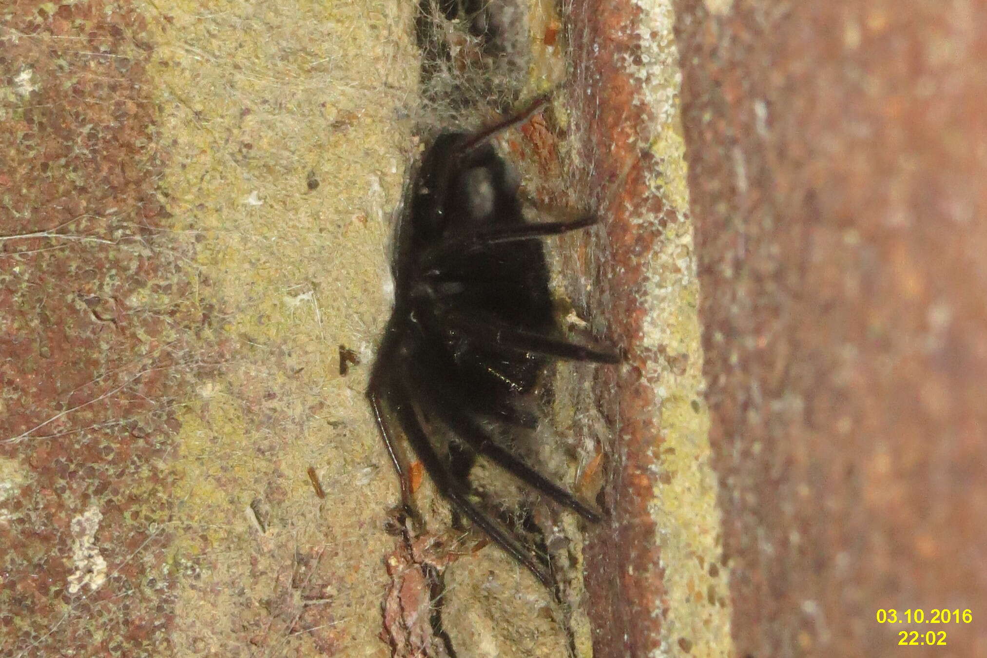 Image of Cellar Spider