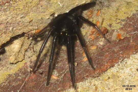 Image of Cellar Spider