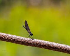 Image of Beautiful Demoiselle