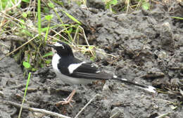 Image of Black-backed Forktail