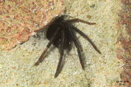 Image of Cellar Spider