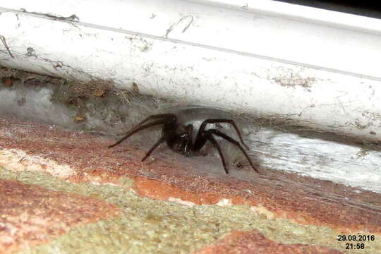 Image of Cellar Spider