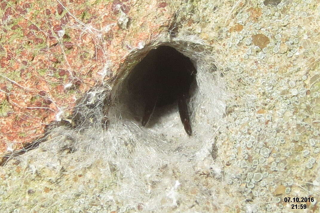 Image of Cellar Spider