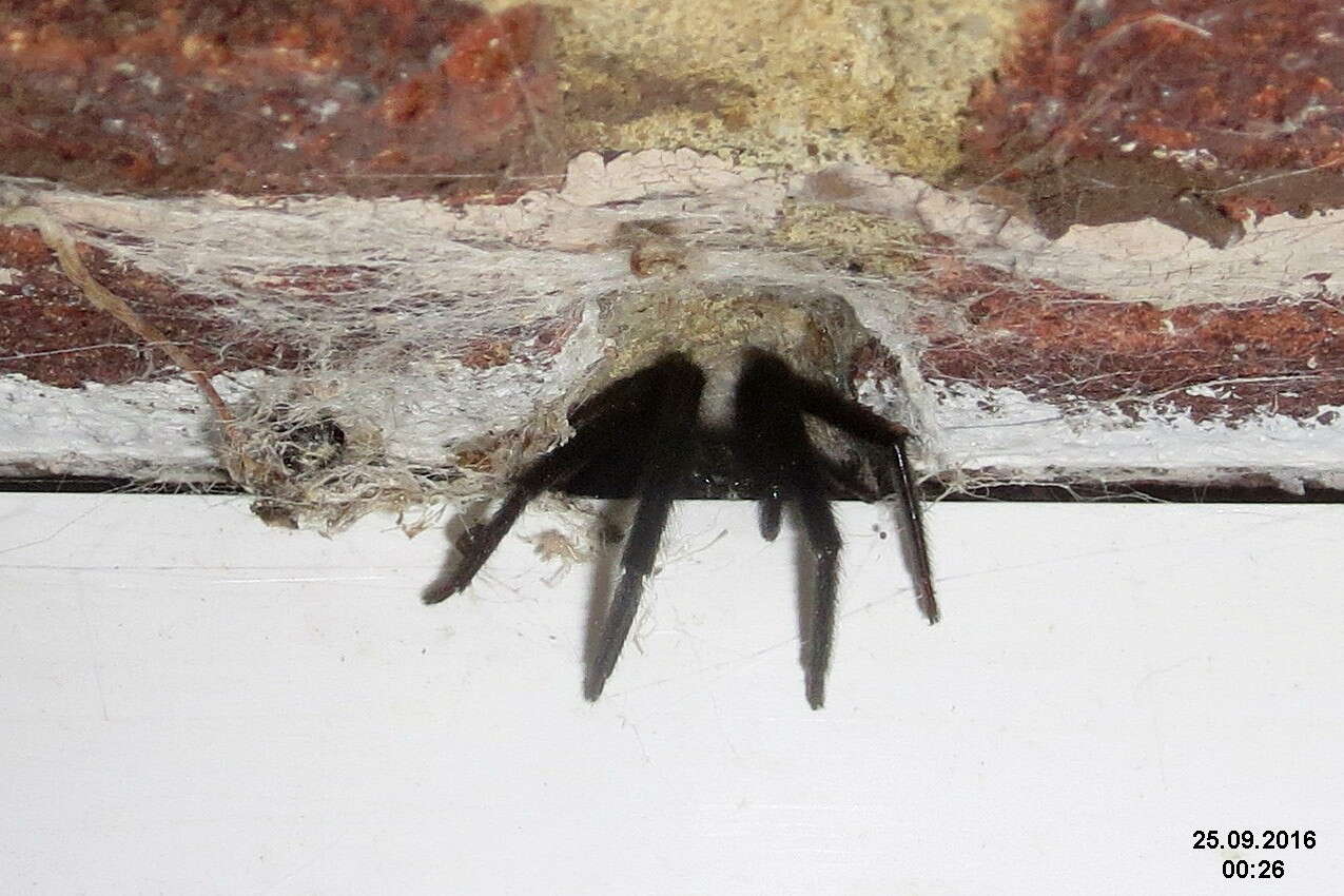 Image of Cellar Spider